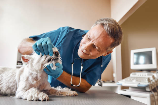 Best Weekend Emergency Dentist in Fairport, NY